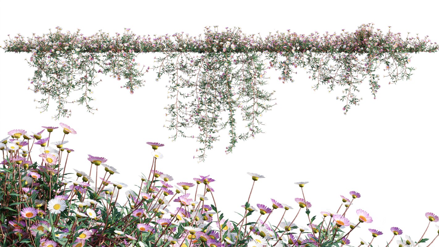 Collection 11 – Ground cover – Vines and Creepers Image 25