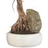 Bonsai - Thumbnail 4