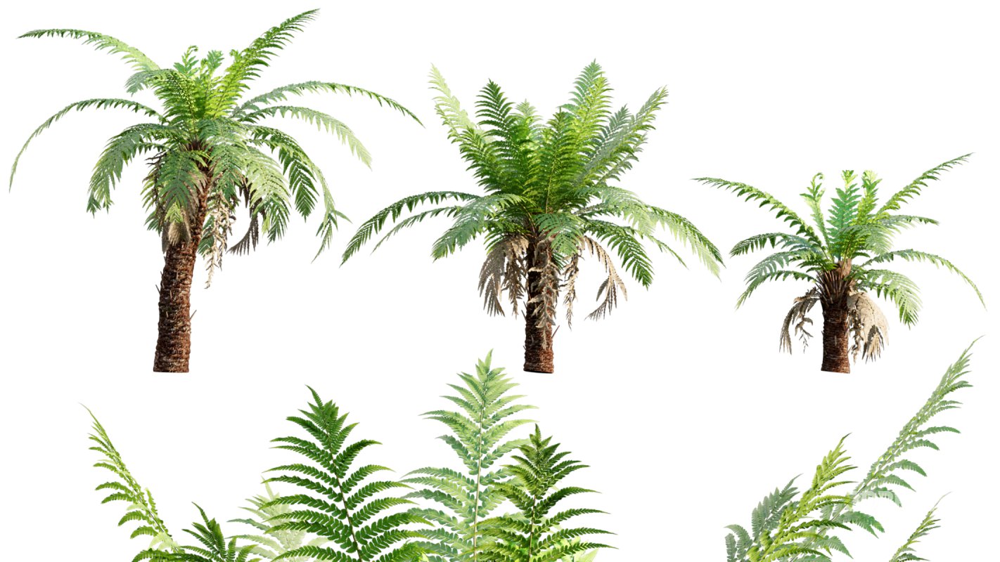 Collection 09 – Fern Garden Image 26