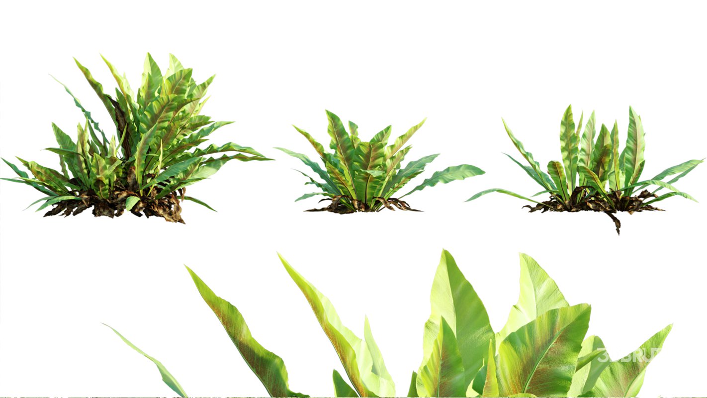 Collection 09 – Fern Garden Image 8