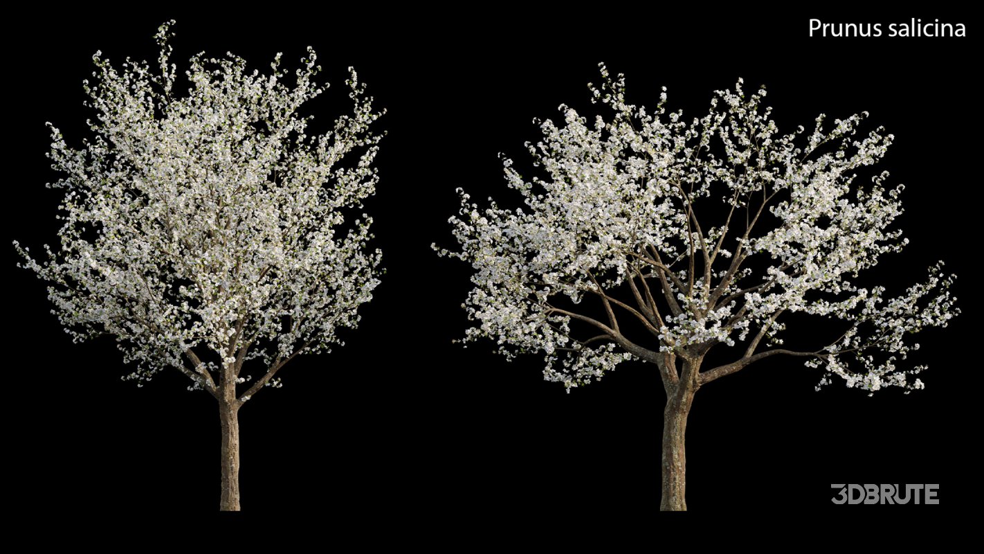 Collection 17 – Chinese garden Image 29