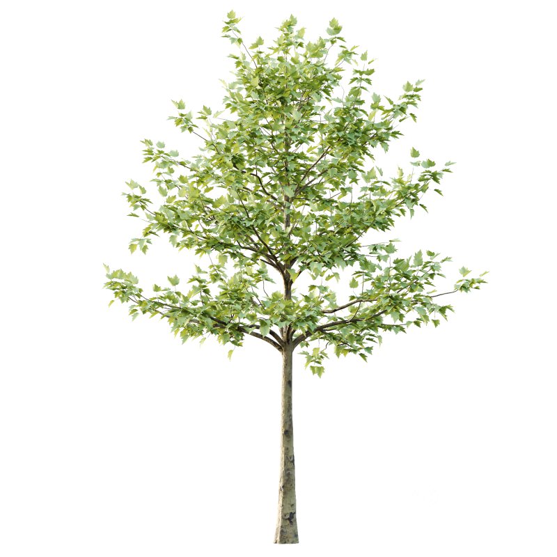 Sycamore Platanus Tree 07 Image 3