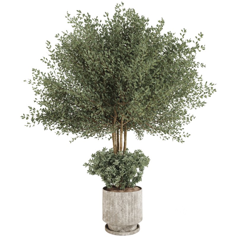 Indoor Plant in Pottery Pot Image 2