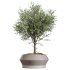 AV Indoor Plants Set 336 Olive and Areca Palm and Banana Nicolai and Ficus Fig - Thumbnail 3