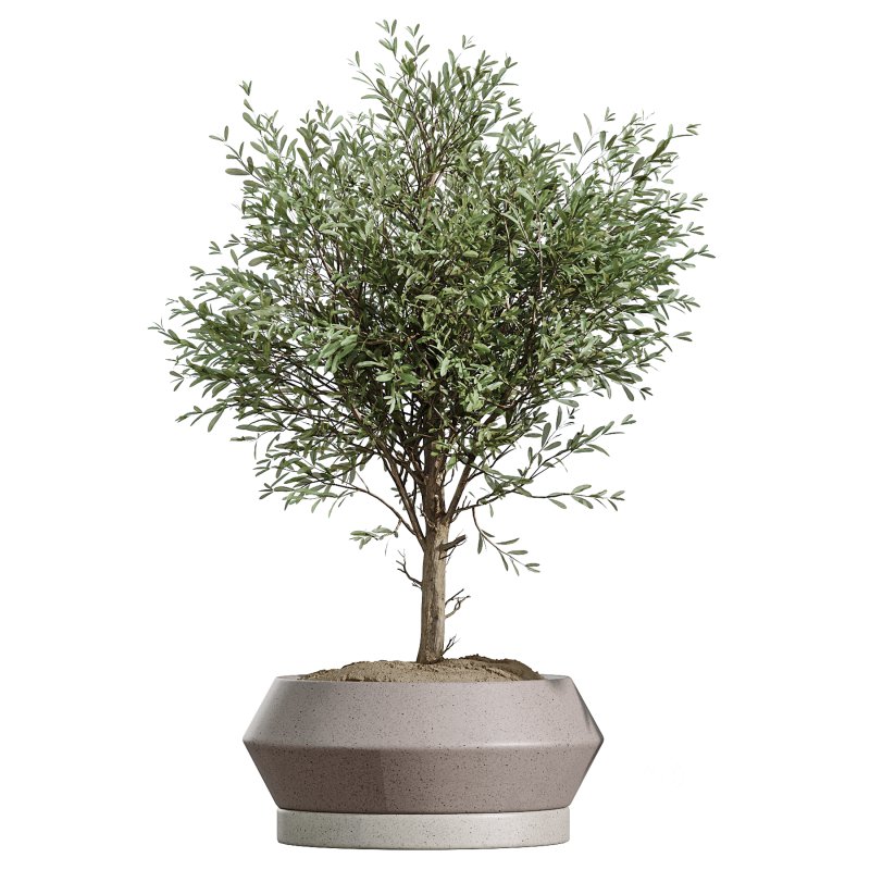 AV Indoor Plants Set 336 Olive and Areca Palm and Banana Nicolai and Ficus Fig Image 3