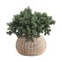Indoor Tree in Pot Collection - Thumbnail 2