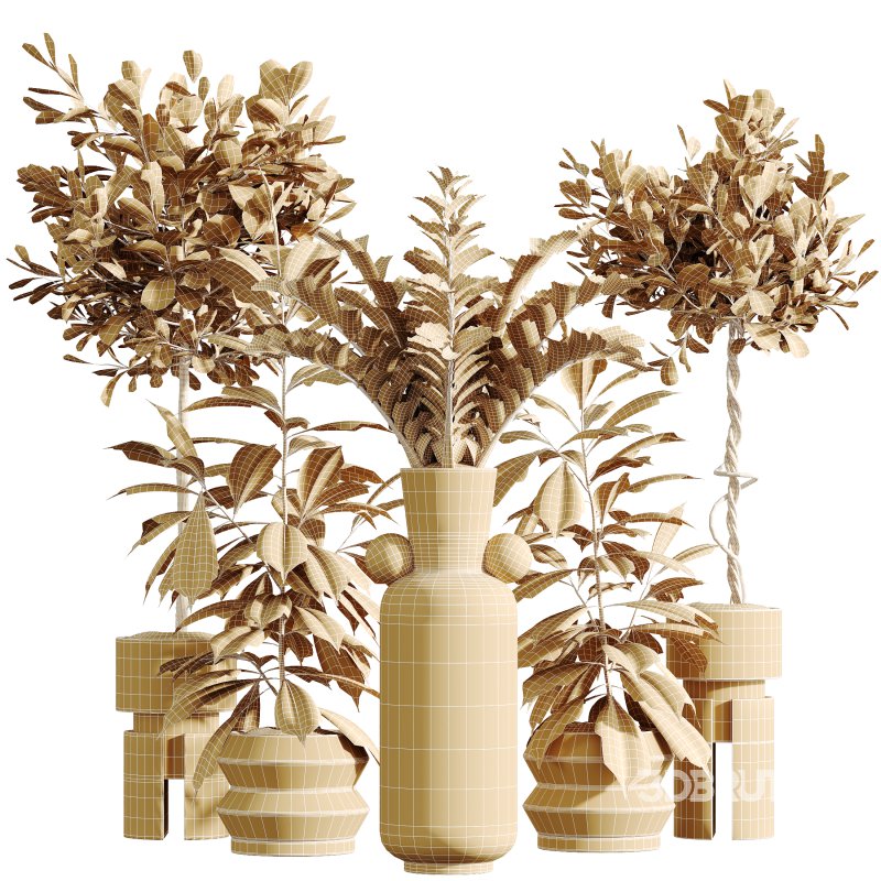 AV Indoor Plants Set 339 Ficus microcarpa and Ficus Cyathistipula and Zamiifolia Image 13