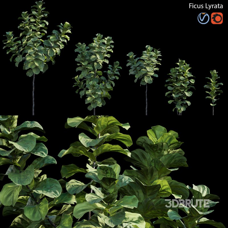 Ficus Lyrata Image 1