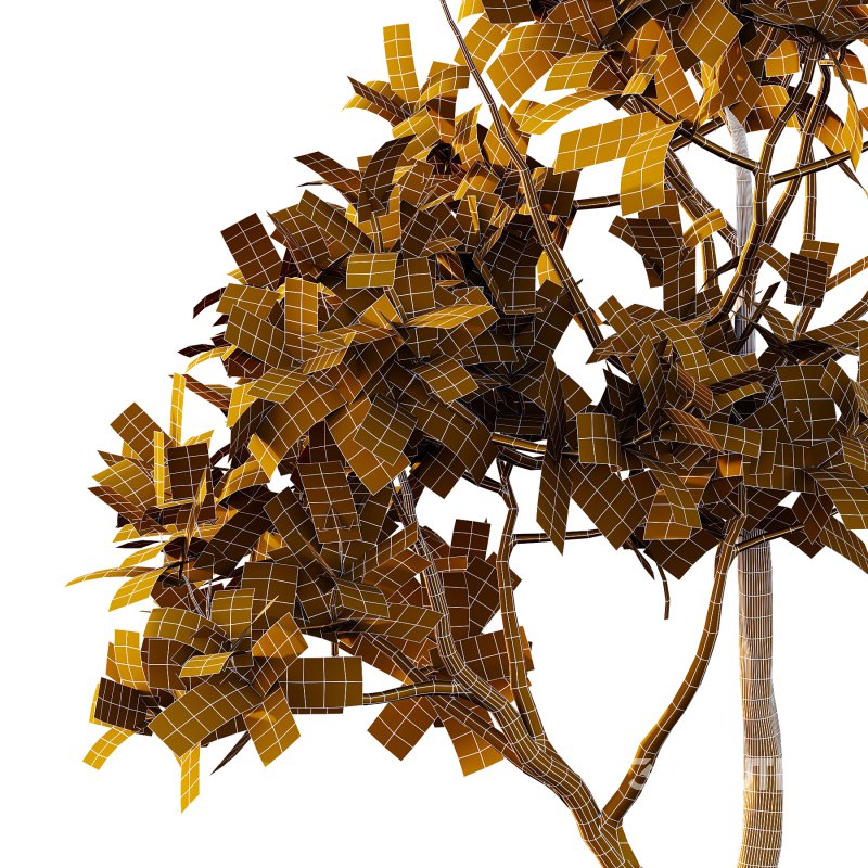 Plumeria Obtusa plant 01 Image 2