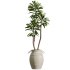 AV Indoor Plants Set 354 Ficus Marginata and Ficus Elastica and Euphorbia and Schefflera - Thumbnail 4