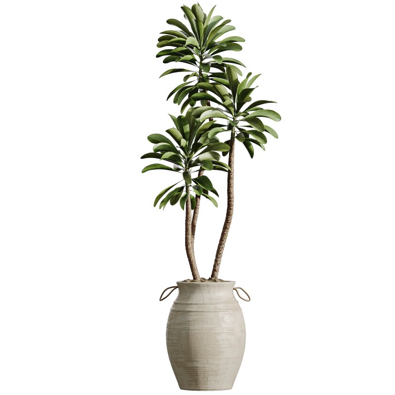 AV Indoor Plants Set 354 Ficus Marginata and Ficus Elastica and Euphorbia and Schefflera Image 4