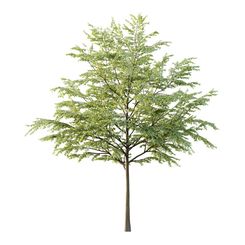 Celtis australis Tree 01 Image 2