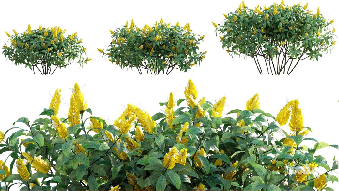 Collection 07 – Central America Garden Image 23