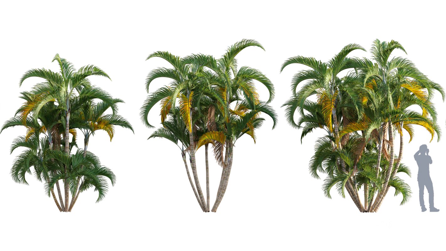 Collection 10 – Palm garden Image 17