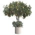 Lemon Tree in Pot Collection - Thumbnail 4
