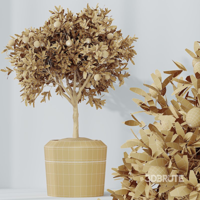 AV Indoor Plants Set 322 Fruit Orange Tree and Ficus Tineke Rubber and Aloe Vera Image 8