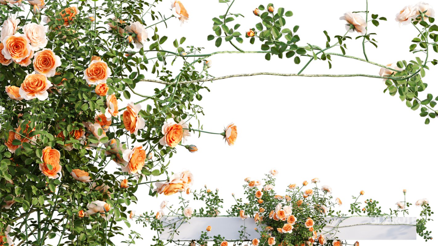 Collection 08 – Rose Garden Image 42