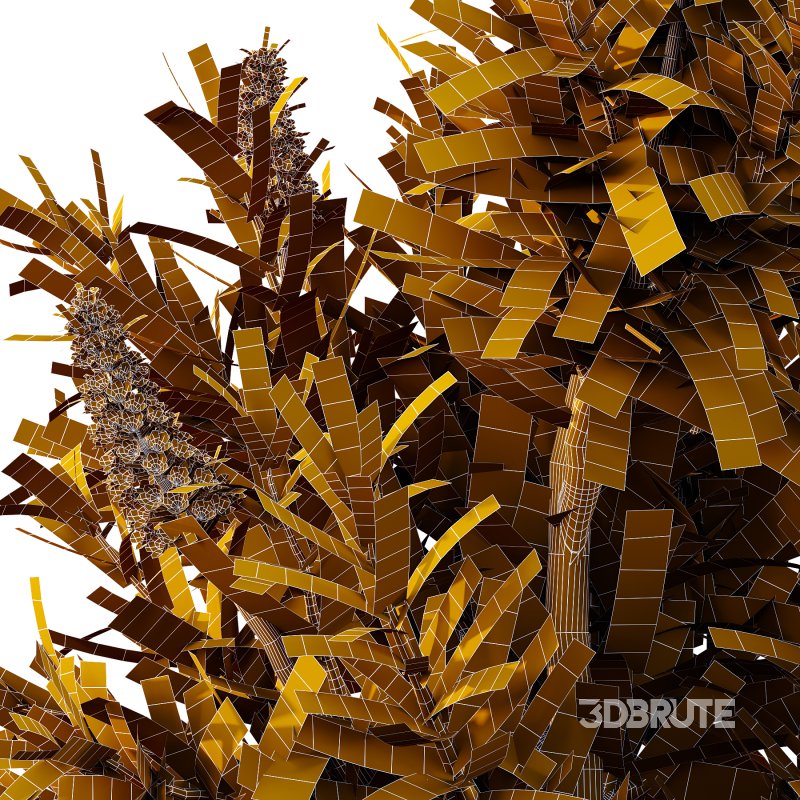 Echium candicans Pride of Madeira Bush 08 Image 6