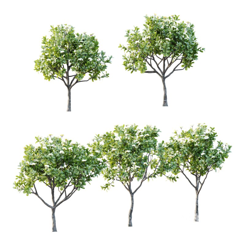 Plumeria Obtusa plant 04 Image 3