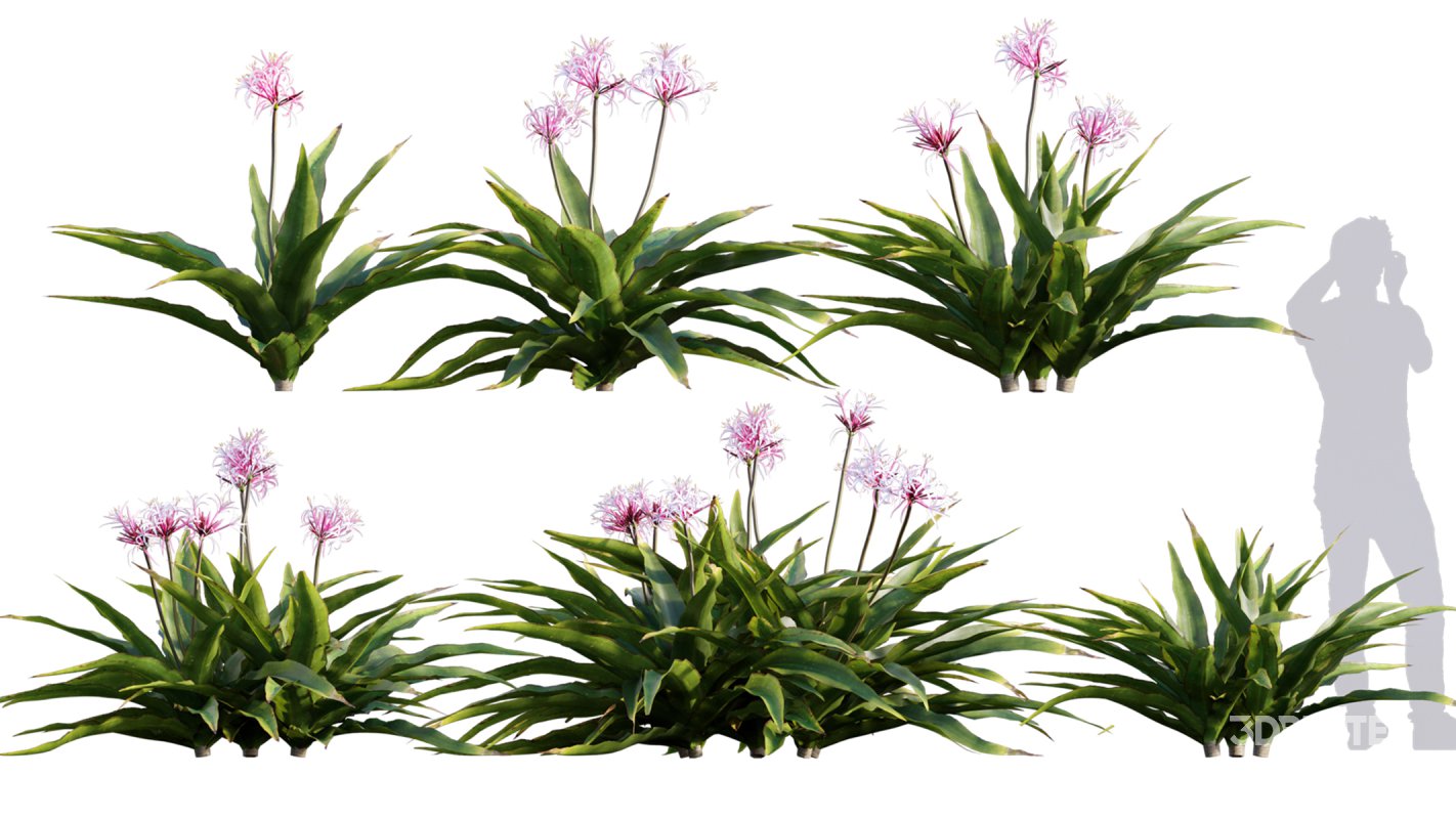 Collection 17 – Chinese garden Image 12