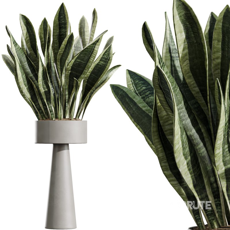 AV Indoor Plants Set 343 Eucalyptus Bouquet and Olive and Ficus Dracaena and Sansevieria Image 3