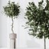 AV Indoor Plants Set 339 Ficus microcarpa and Ficus Cyathistipula and Zamiifolia - Thumbnail 3