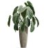 AV Indoor Plants Set 364 Ficus Cyathistipula and Dracaena Warnecki and Cunjevoi Alocasia and Japandi Decorative - Thumbnail 1