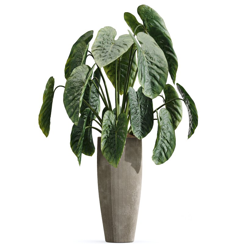 AV Indoor Plants Set 364 Ficus Cyathistipula and Dracaena Warnecki and Cunjevoi Alocasia and Japandi Decorative Image 1