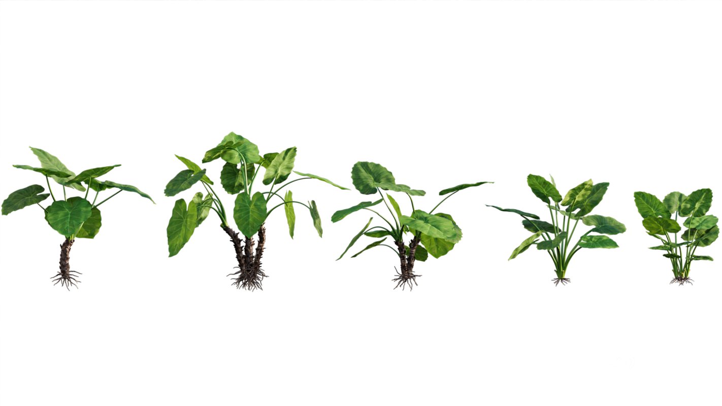 Collection 04 – Tropical Garden Image 3