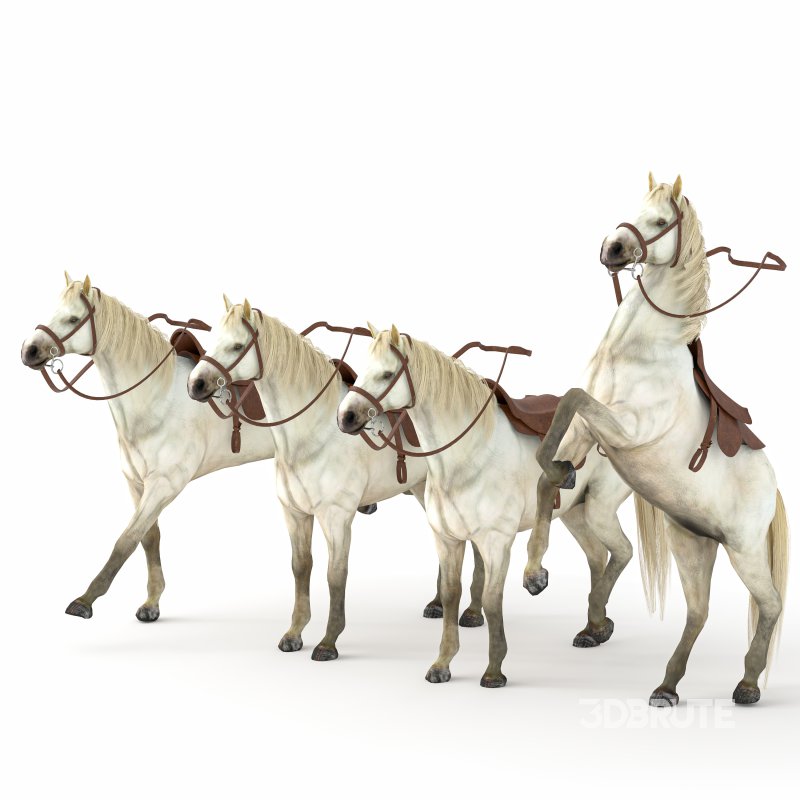 Horse in 04 Poses Image 4