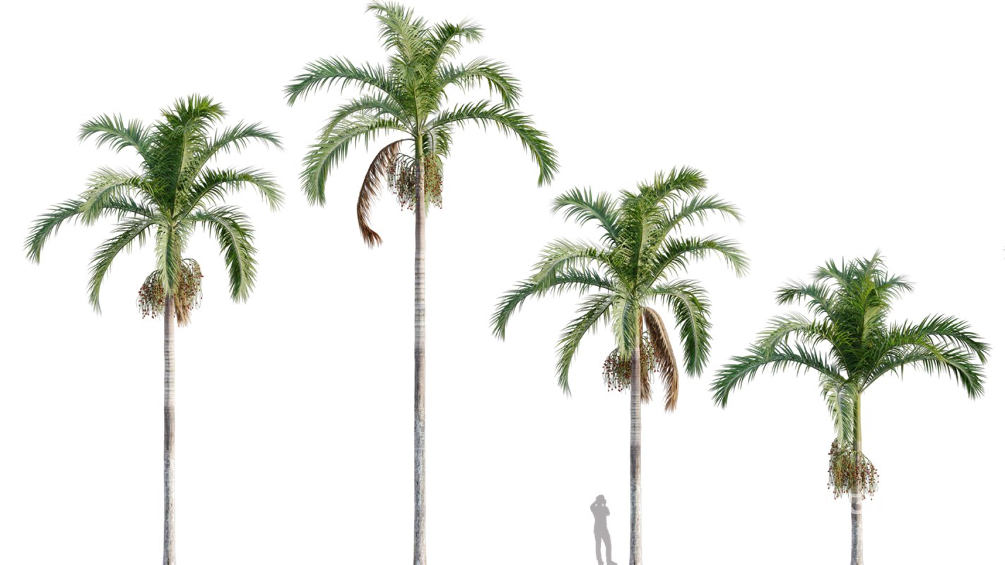 Collection 10 – Palm garden Image 5