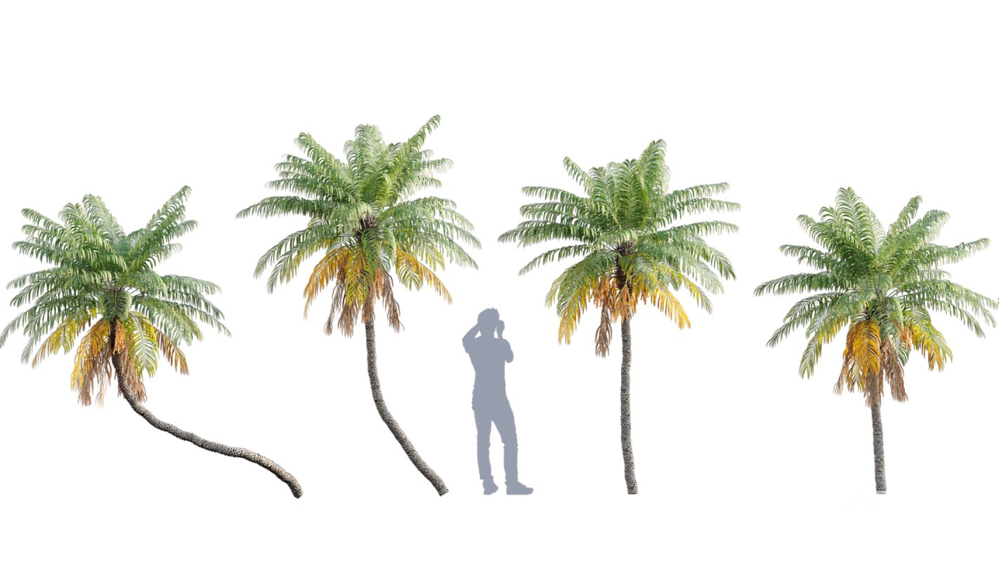 Collection 10 – Palm garden Image 18