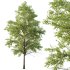 Celtis australis Tree 09 - Thumbnail 6
