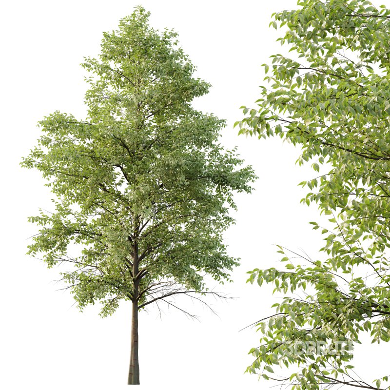 Celtis australis Tree 09 Image 6