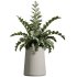 AV Indoor Plants Set 367 Japandi Decorative and Zamiifolia and Calathea Lutea and Dracaena Warneckii - Thumbnail 1