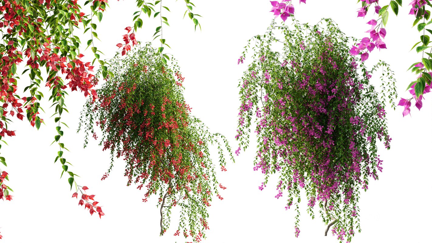 Collection 07 – Central America Garden Image 48