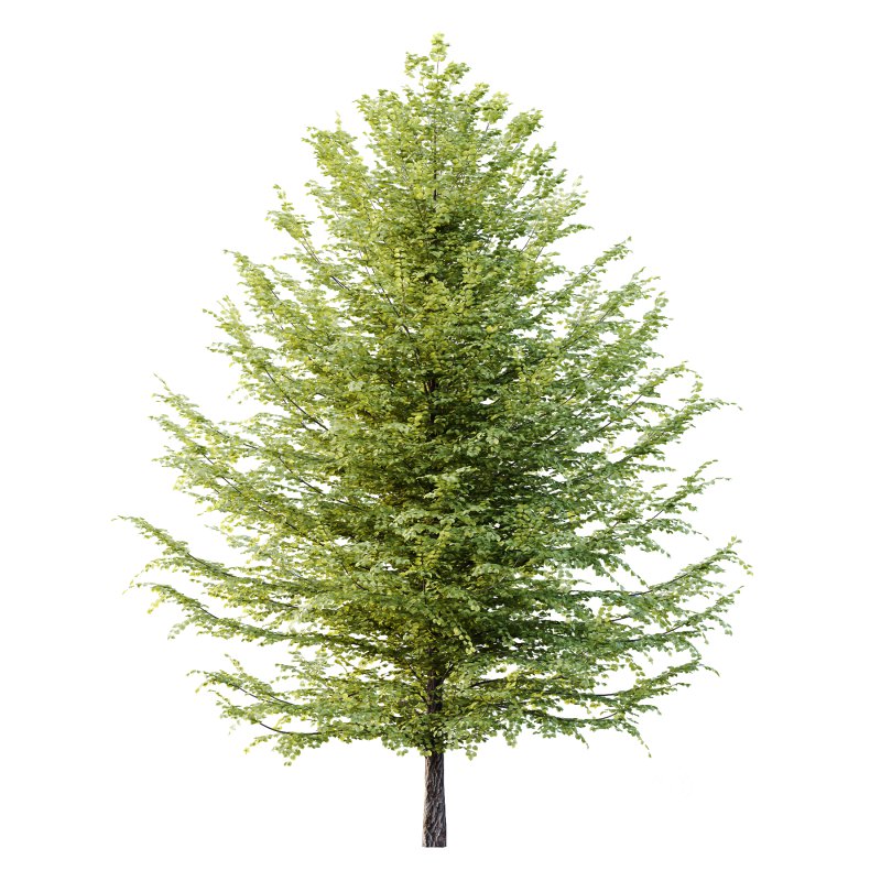 Tilia platyphyllos Tree 12 Image 4