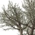 Bohemian Olive Tree Garden - Thumbnail 3
