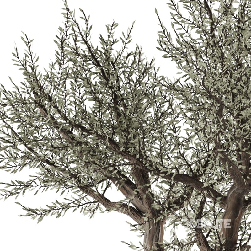 Bohemian Olive Tree Garden Image 3