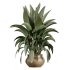 AV Indoor Plants Set 366 Briful Pachira and Areca Palm and Ficus microcarpa and Bird Of Paradise - Thumbnail 2