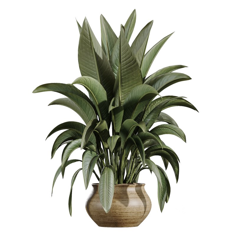 AV Indoor Plants Set 366 Briful Pachira and Areca Palm and Ficus microcarpa and Bird Of Paradise Image 2