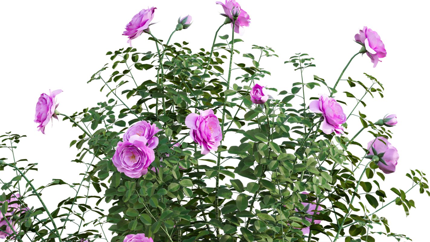 Collection 08 – Rose Garden Image 36