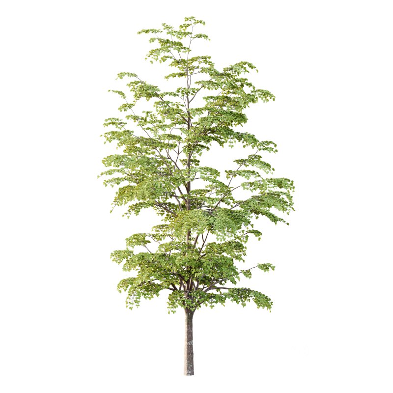 Different Trees 47 Image 1