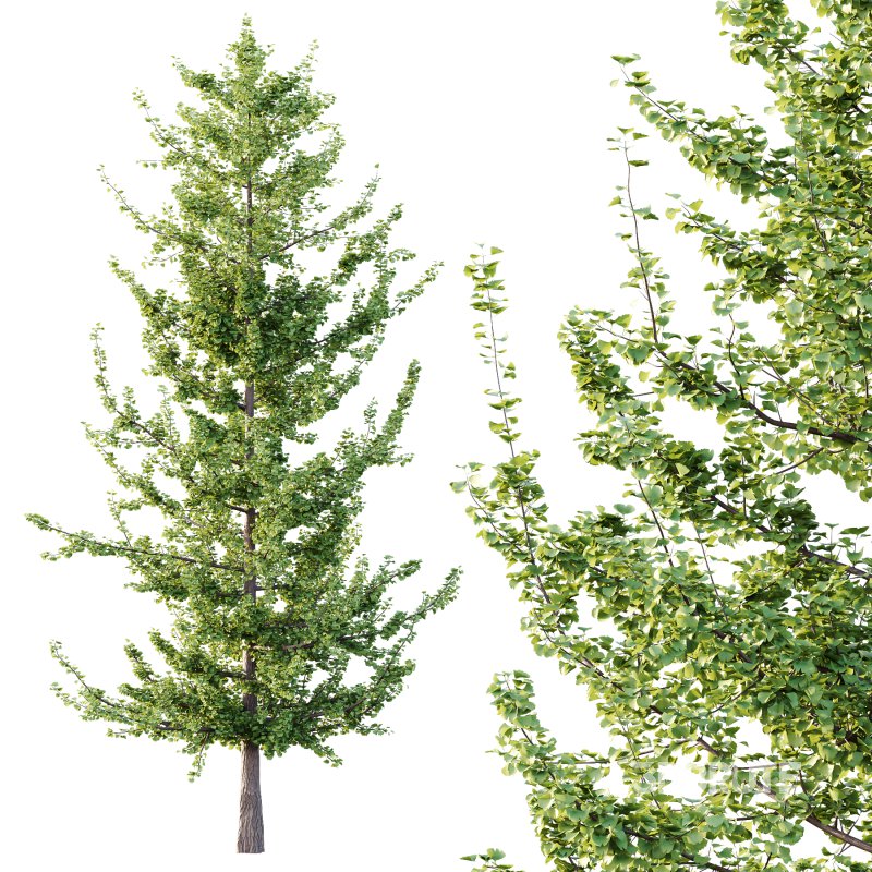 Different Trees 57 Image 6