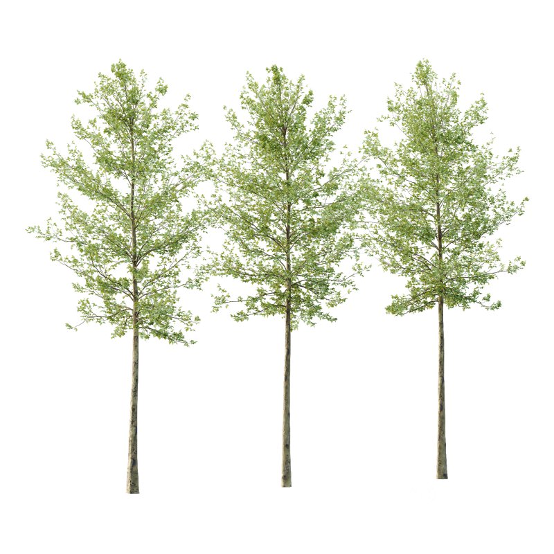 Sycamore Platanus Tree 06 Image 1