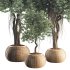 Indoor Tree in Pot Collection - Thumbnail 5