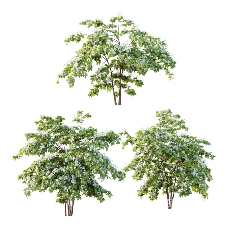 Philadelphia Bush 02 Image 3