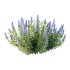 Echium candicans Pride of Madeira Bush 04 - Thumbnail 1