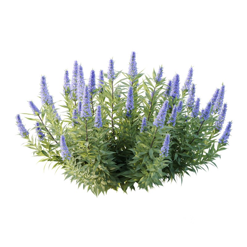 Echium candicans Pride of Madeira Bush 04 Image 1