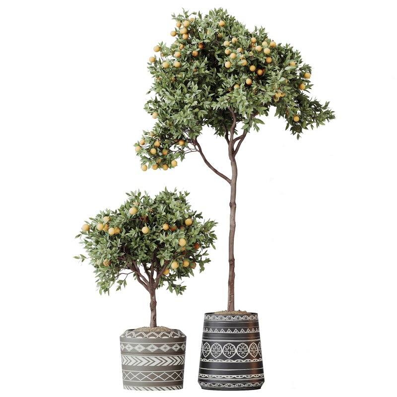 AV Indoor Plants Set 322 Fruit Orange Tree and Ficus Tineke Rubber and Aloe Vera Image 7